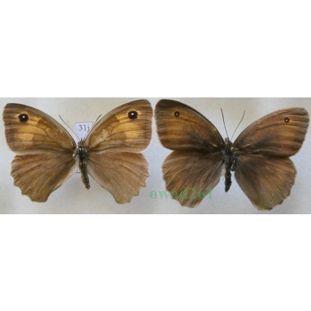 Maniola jurtina (Linnaeus, 1758) pair Przestrojnik jurtina Czech31j